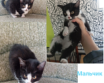 Кошки в Улане-Удэ: Котята в добрые руки Разнополые, Бесплатно - фото 2