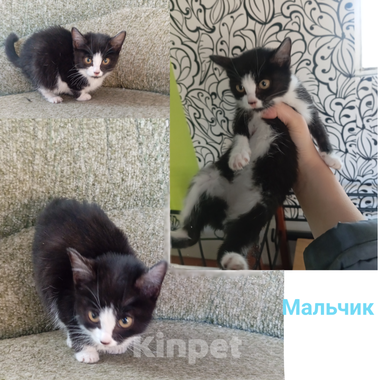 Кошки в Улане-Удэ: Котята в добрые руки Разнополые, Бесплатно - фото 2