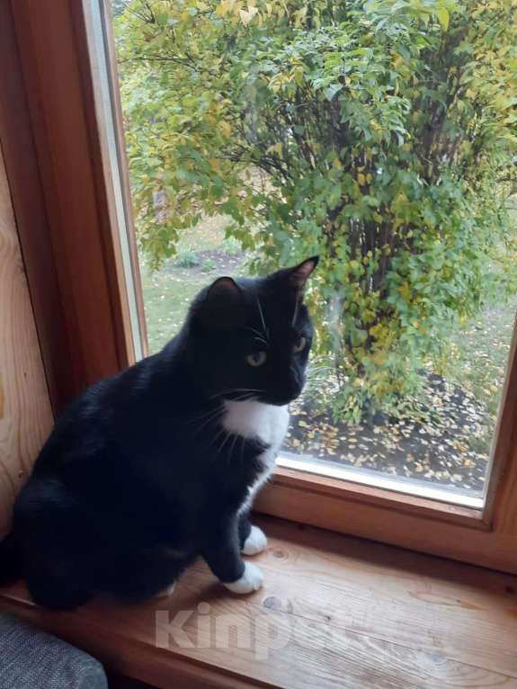 Кошки в Москве: Пожилого кота усыпляют после смерти хозяйки Мальчик, 1 руб. - фото 2