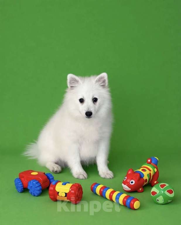 Собаки в Москве: Кобель японского шпица Мальчик, 50 000 руб. - фото 4