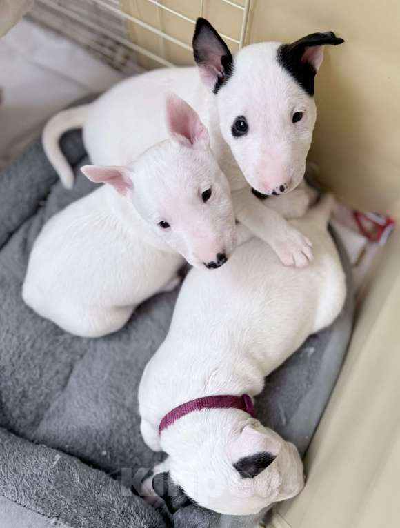 Собаки в Екатеринбурге: Щенки миниатюрного бультерьера Разнополые, 80 000 руб. - фото 2