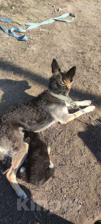 Собаки в Волгограде: Щенки метисы овчарки Мальчик, 1 000 руб. - фото 2