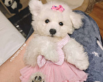 Собаки в Москве: БИШОН ФРИЗЕ девочка мини  Девочка, 80 000 руб. - фото 3