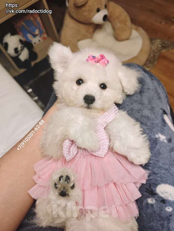 Собаки в Москве: БИШОН ФРИЗЕ девочка мини  Девочка, 80 000 руб. - фото 3