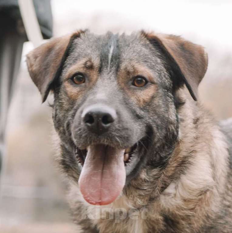 Собаки в Москве: Портос Мальчик, Бесплатно - фото 2