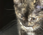 Кошки в Рязани: Котенок в добрые руки Девочка, Бесплатно - фото 3