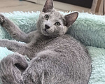 Кошки в Москве: Котята русской голубой Мальчик, Бесплатно - фото 5
