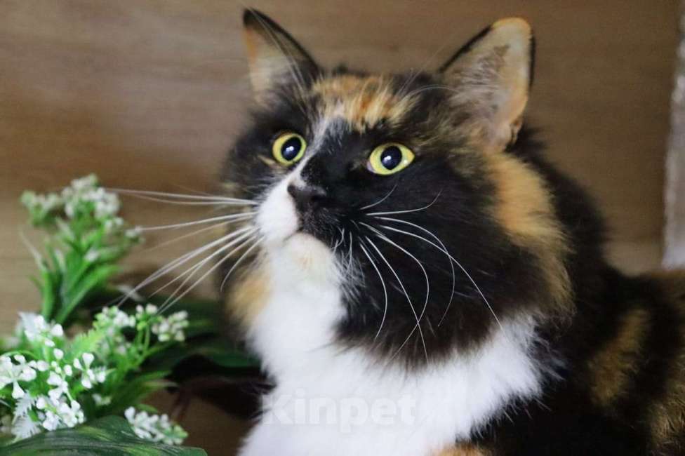 Кошки в Москве: Красавица Даша в поисках дома Девочка, Бесплатно - фото 2