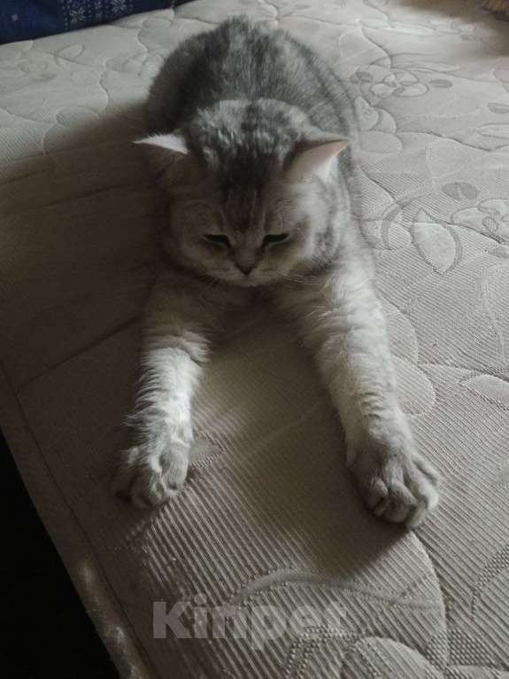 Кошки в Казани: Британский короткошерстный кот Мальчик, 5 000 руб. - фото 3