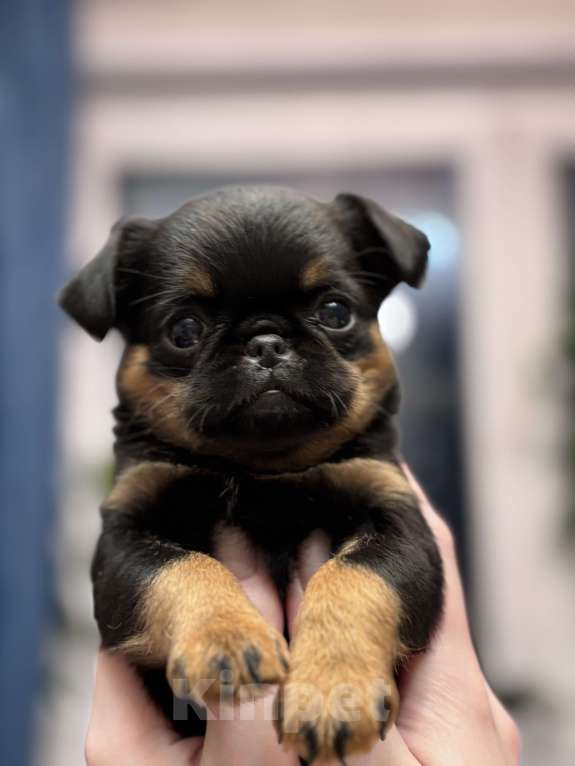 Собаки в Москве: Девочка пти брабансон Девочка, 80 руб. - фото 1