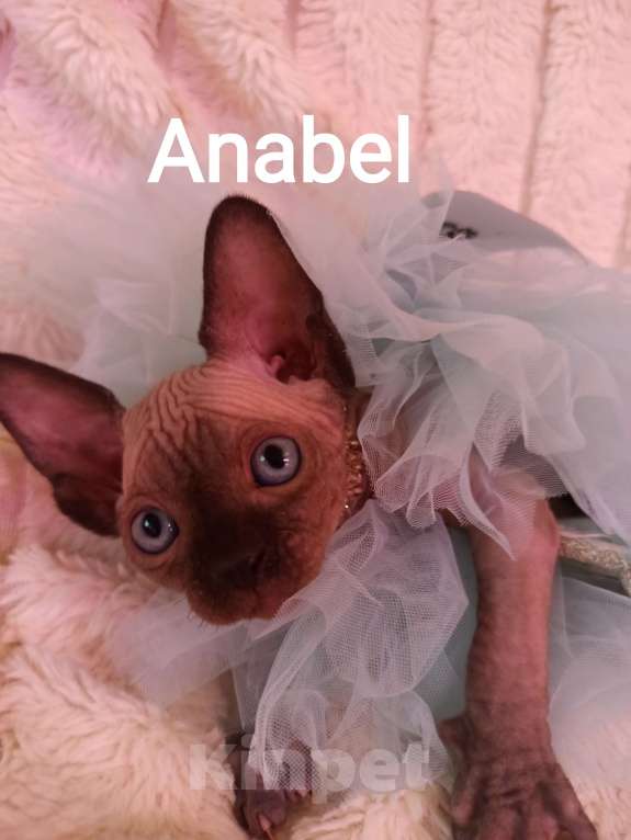 Кошки в Челябинске: Девочка канадский сфинкс Девочка, 45 000 руб. - фото 1