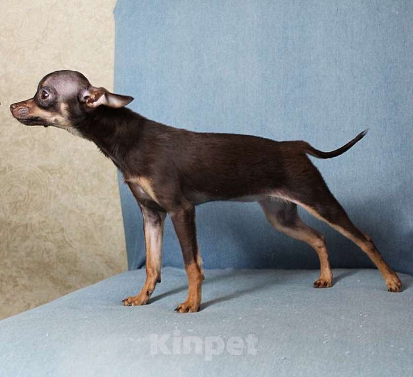 Собаки в Москве: Девочка русский той Девочка, 60 000 руб. - фото 3