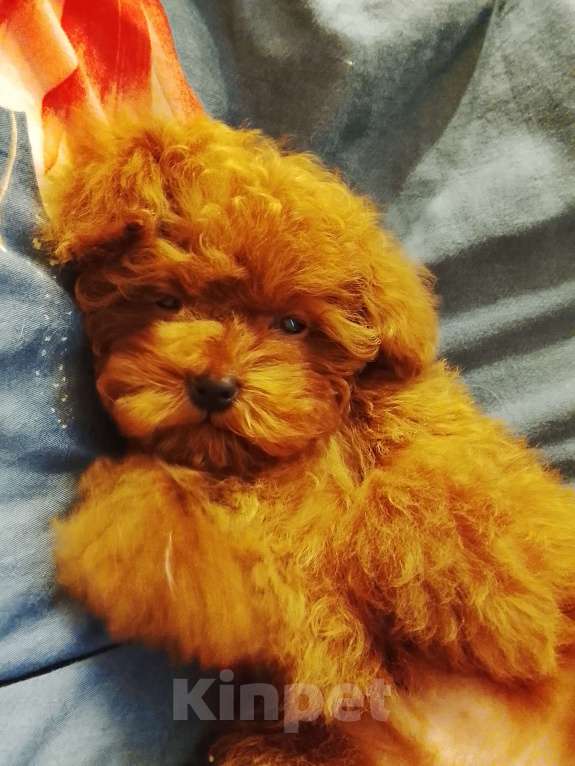 Собаки в Санкт-Петербурге: Тедди тикап пудель Мальчик, 210 000 руб. - фото 3