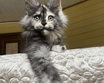 Кошки в других городах Московской области: Мейн-кун девчушка❤️ Девочка, 60 000 руб. - фото 3