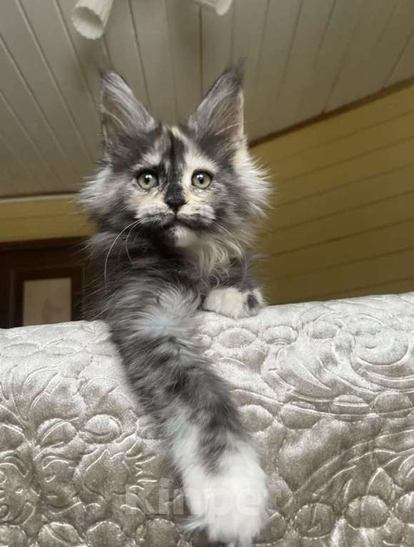 Кошки в других городах Московской области: Мейн-кун девчушка❤️ Девочка, 60 000 руб. - фото 3