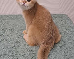 Кошки в Москве: Шотландский золотой мальчик страйт Мальчик, 35 000 руб. - фото 1