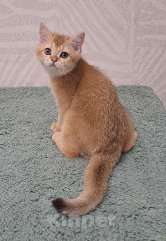 Кошки в Москве: Шотландский золотой мальчик страйт Мальчик, 35 000 руб. - фото 1