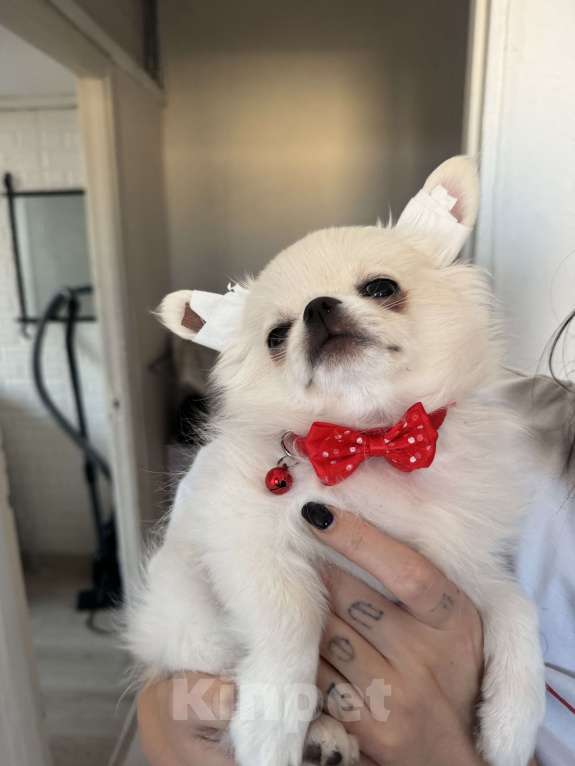 Собаки в Санкт-Петербурге: Щенок Чихуахуа Мальчик, 48 000 руб. - фото 4