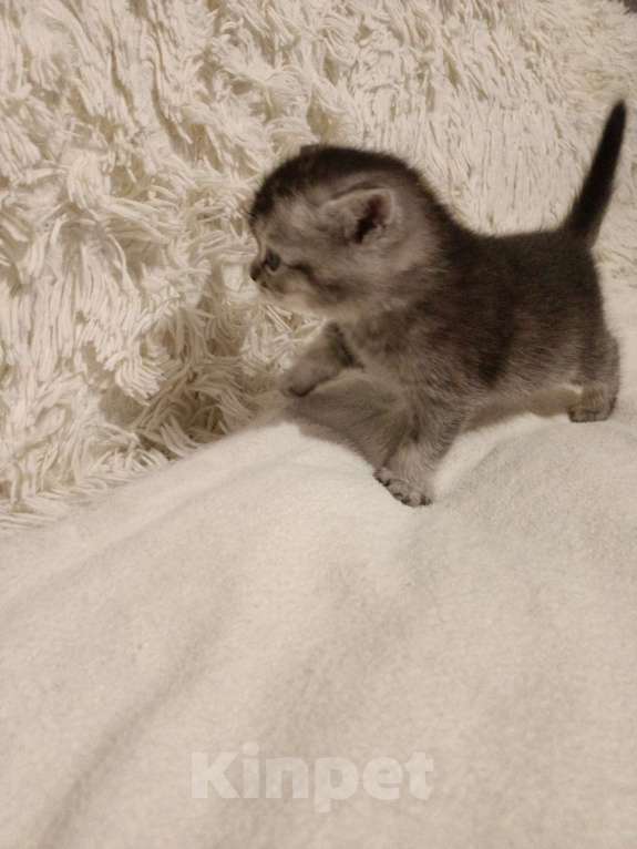 Кошки в Балашихе: Котята  Девочка, 8 000 руб. - фото 3