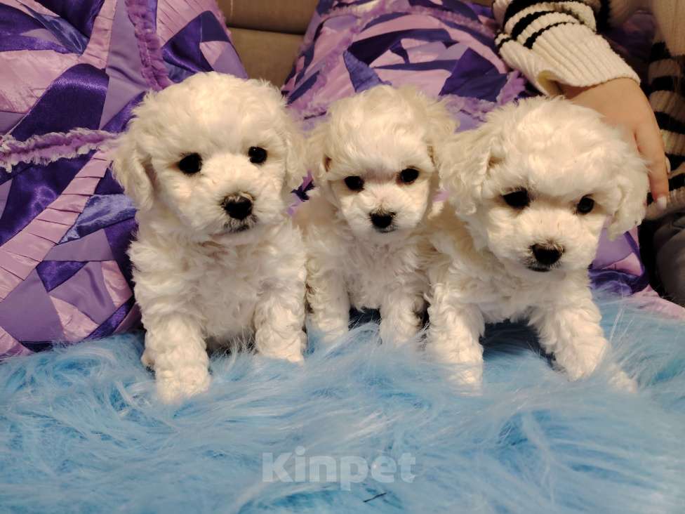 Собаки в Сыктывкаре: Щенок Бишон Фризе, мальчик. Рождён 12.09 24 Документы РКФ Брид класс  Готов к передаче Мальчик, 35 000 руб. - фото 8