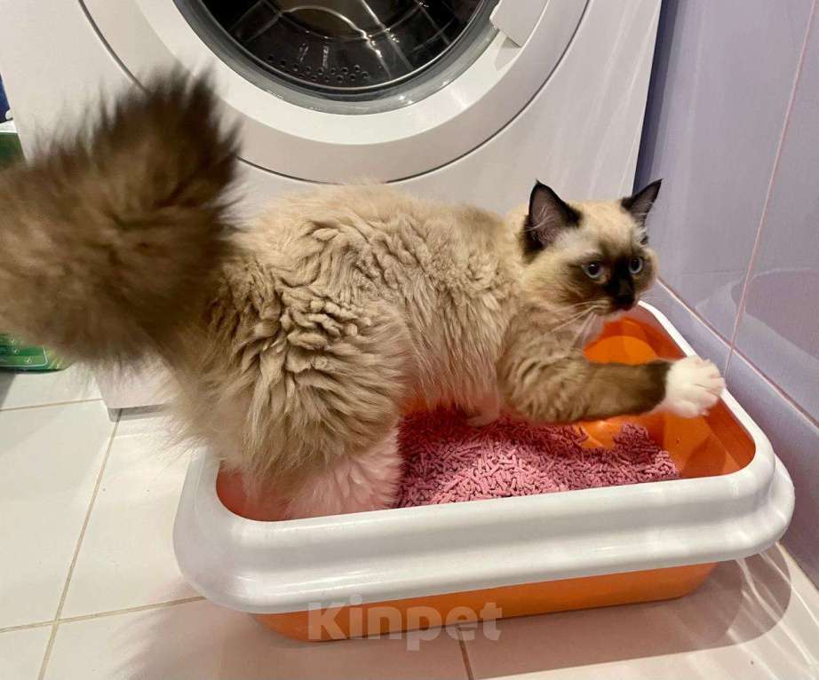 Кошки в Московском: котята рэгдолл Мальчик, 75 000 руб. - фото 7