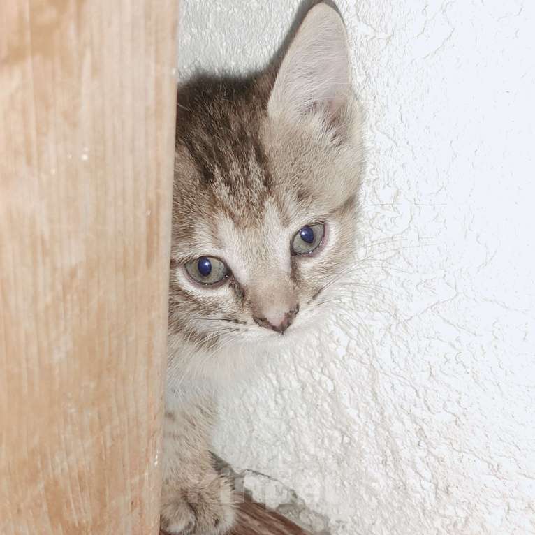 Кошки в Кемерово: Отдам котенка в хорошие руки!!! Девочка, 1 руб. - фото 1