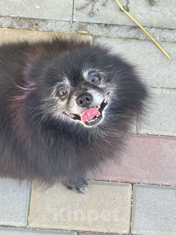 Собаки в других городах Краснодарского края: Мишка в заботливые руки Мальчик, Бесплатно - фото 3