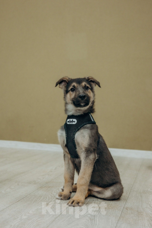 Собаки в Москве: Щенок Абай ищет дом  Мальчик, Бесплатно - фото 1