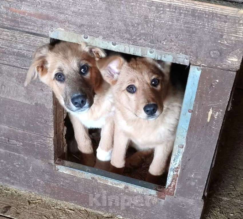 Собаки в Москве: Ласкушечка рыжулька Лиска ищет свою любимую семью ! Девочка, Бесплатно - фото 2
