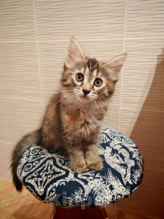 Кошки в Уфе: Ириска Девочка, Бесплатно - фото 6