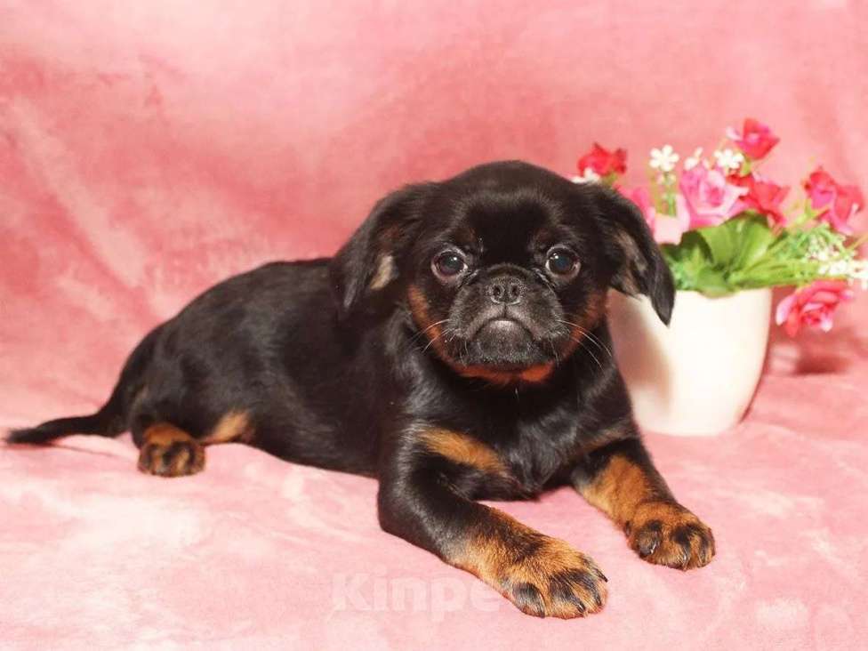 Собаки в Санкт-Петербурге: Очаровательный щенок  Девочка, 80 000 руб. - фото 2