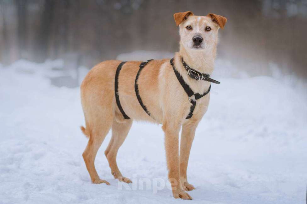 Собаки в Москве: Паппи ищет дом  Мальчик, Бесплатно - фото 3