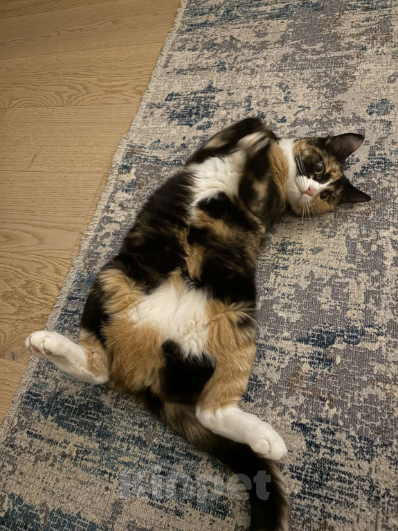 Кошки в Москве: Котенок Яшма Девочка, Бесплатно - фото 1