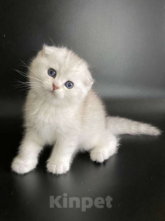 Кошки в Москве: Барни Мальчик, 40 000 руб. - фото 6