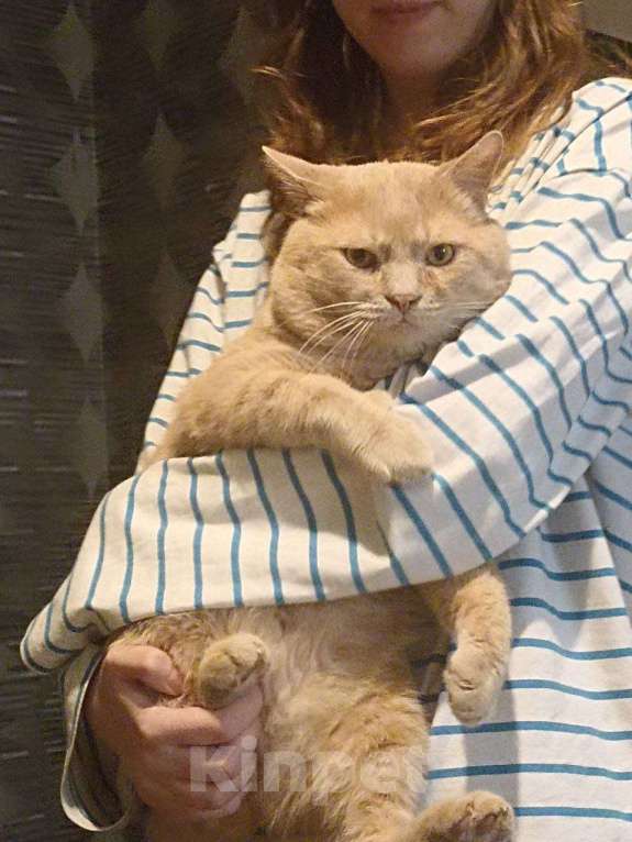 Кошки в Краснодаре: ПОТЕРЯЛСЯ КОТ, ГАРАНТИРУЕМ ВОЗНАГРАЖДЕНИЕ ЗА ИНФОРМАЦИЮ!!! Мальчик, 1 500 руб. - фото 2