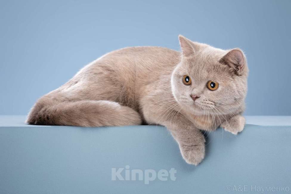 Кошки в Одинцово: Девочка-кошка Девочка, 25 000 руб. - фото 4