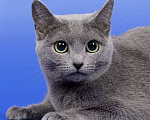 Кошки в Москве: Ищем кота для вязки породы русская голубая, можно и на совсем Мальчик, 100 руб. - фото 1
