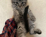 Кошки в Бору: Котята, Бесплатно - фото 2