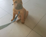 Собаки в Чите: Красавец шарпей Мальчик, 20 000 руб. - фото 2