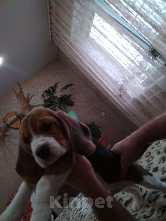 Собаки в других городах Нижегородской области: Мальчик-красавчик Мальчик, 25 000 руб. - фото 2