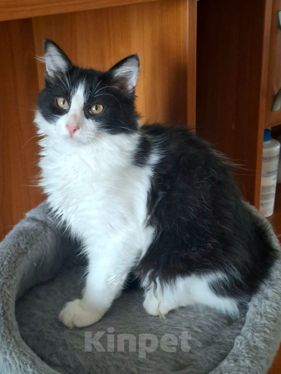 Кошки в Москве: Маленькие котята (2 мес.) в добрые руки Девочка, Бесплатно - фото 1