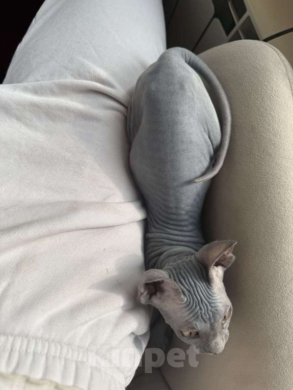 Кошки в Москве: Сфинкс голубой девочка котенок Девочка, 47 000 руб. - фото 7