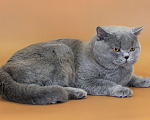 Кошки в Ульяновске: Британский короткошерстный кот (титулованный). Мальчик, Бесплатно - фото 1