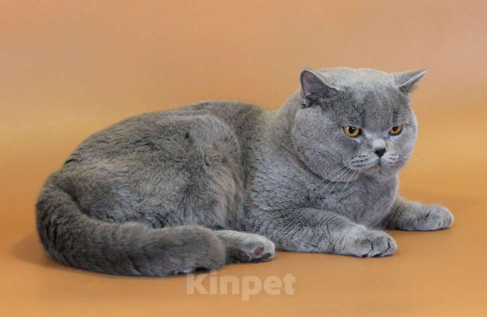 Кошки в Ульяновске: Британский короткошерстный кот (титулованный). Мальчик, Бесплатно - фото 1