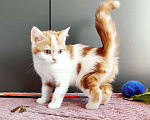 Кошки в Москве: Красный арлекин- девочка, прямоухая шотландка Девочка, Бесплатно - фото 2