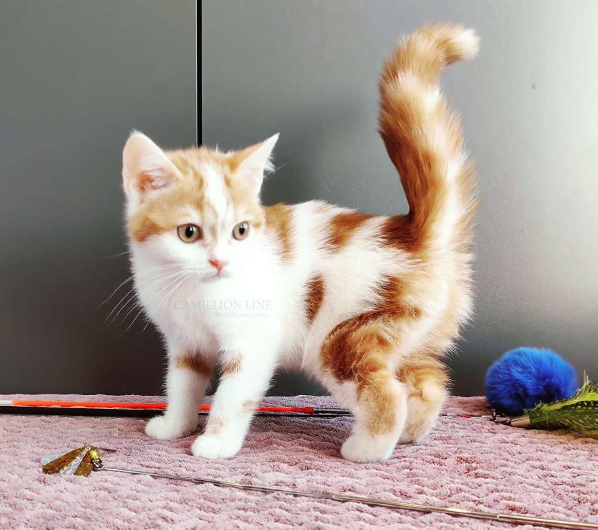 Кошки в Москве: Красный арлекин- девочка, прямоухая шотландка Девочка, Бесплатно - фото 2