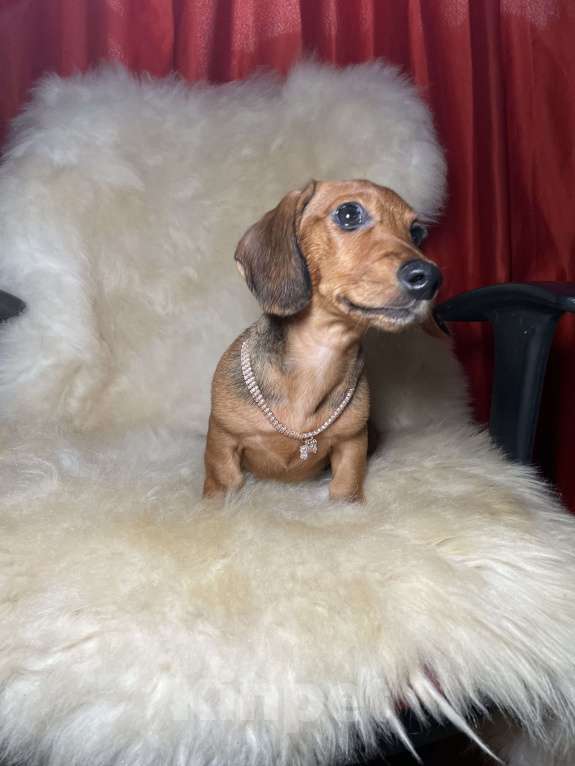 Собаки в Москве: Такса миниатюрная мальчик клубный Мальчик, 45 000 руб. - фото 4