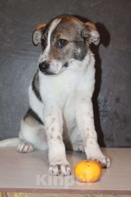 Собаки в Липецке: Ищу щенку Линде дом Девочка, 500 руб. - фото 2