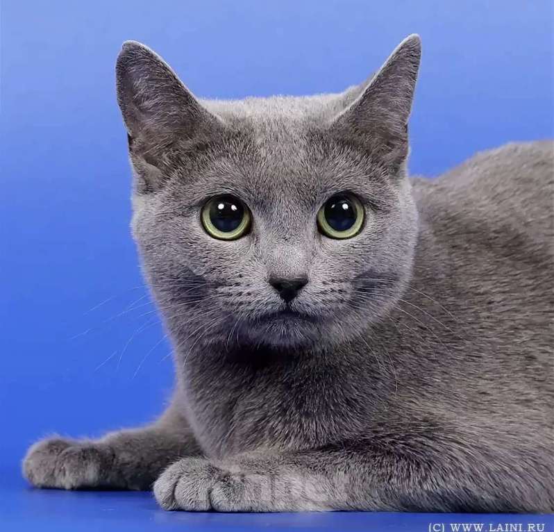 Кошки в Москве: Ищем кота для вязки породы русская голубая, можно и на совсем Мальчик, 100 руб. - фото 1