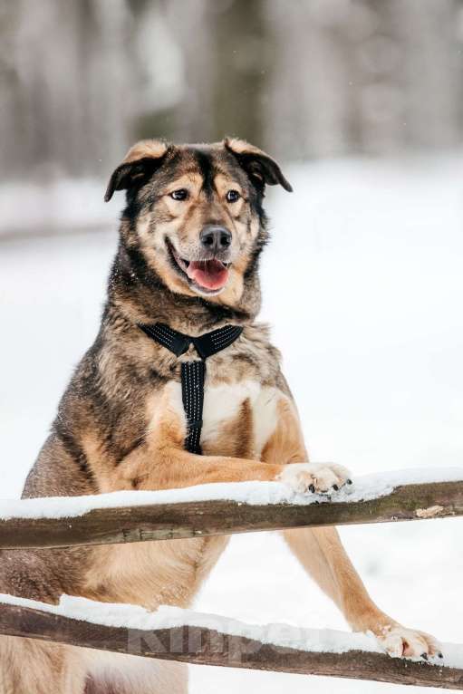 Собаки в Москве: Брутальный Рони в добрые руки Мальчик, Бесплатно - фото 3